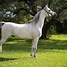 Image result for Arabian Horse Breed