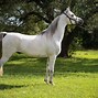 Image result for Silver Arabian Horse