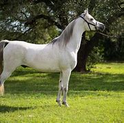 Image result for White Arab Horse