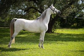 Image result for Arab Horse with White Back Round