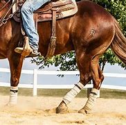 Image result for Reining Horse Wallpaper