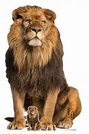 Image result for Lion King Cut Outs