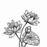 Image result for Simple Botanical Illustration Black and White