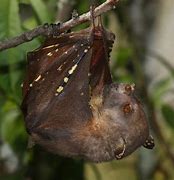 Image result for Mountain Tube-Nosed Fruit Bat