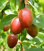 Image result for Cherry Plum