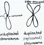 Image result for Unreplicated Chromosome