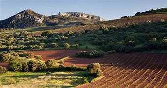 Image result for garnacha