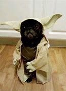 Image result for Star Wars Pug Memes