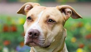 Image result for Pitbull Breed Types