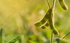 Bildergebnis für images of soybean