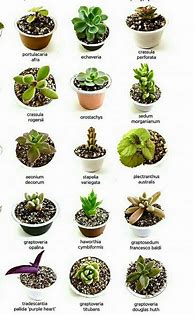 Image result for Succulent Plant Types Names
