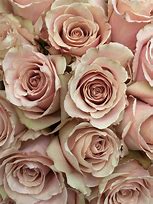 Image result for Blush Rose Flower