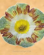 Résultat d’images pour Primula auricula Lord Saye and Sele