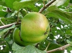 Image result for Malus domestica Rode Franse Bellefleur