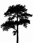 Image result for Black and White Tree Silhouette