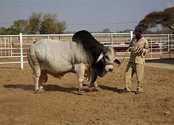 Image result for Brahman Brahma Bull