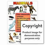 Image result for Types of Mammals Poster