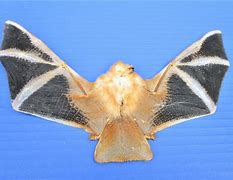 Image result for Painted Wooly Bats