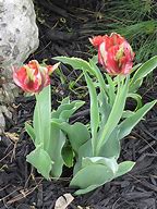 Image result for Tulipa Flaming Parrot