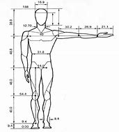 Image result for Human Body Dimensions