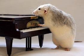 Image result for Rat Playing Piano