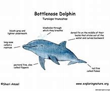 Image result for Dolphin Life Cycle