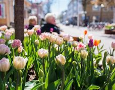 Image result for Finland Spring