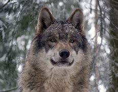 Image result for Wolf Whistle Symbol