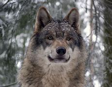 Image result for Wolf Self Care Day