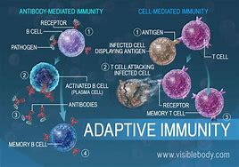 Image result for Human Immune Response