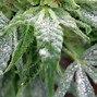 Image result for White Powder Weed Bud
