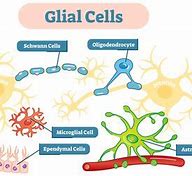 Image result for Glia Brain Cells