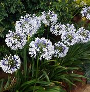 Image result for Agapanthus africanus Twister