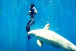 Image result for Whales Saving People