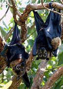 Image result for Giant Bats Australia