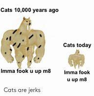 Image result for Dirty Cat Memes
