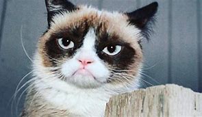 Image result for Grumpy Cat Story