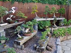 Image result for Bonsai Garten