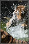 Image result for Tiger Attack Lucknow Real Photos