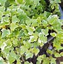 Image result for House Plant Ivy with Red Center