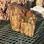 Image result for Petrified Tree Branches
