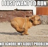 Image result for Dog Running Meme