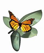 Image result for Monarch Clip Art