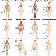Image result for Science Human Body Systems