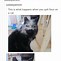 Image result for Cat Sayings