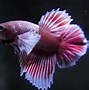 Image result for Beta Fish