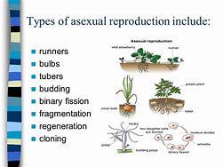 Image result for Reproduction Types