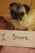 Image result for Dog Snoring Meme