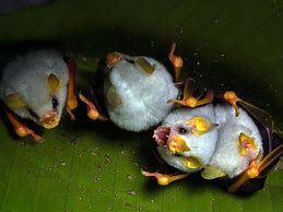 Image result for Honduran White Bat Photo