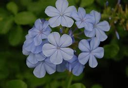 Image result for powder blue flower
